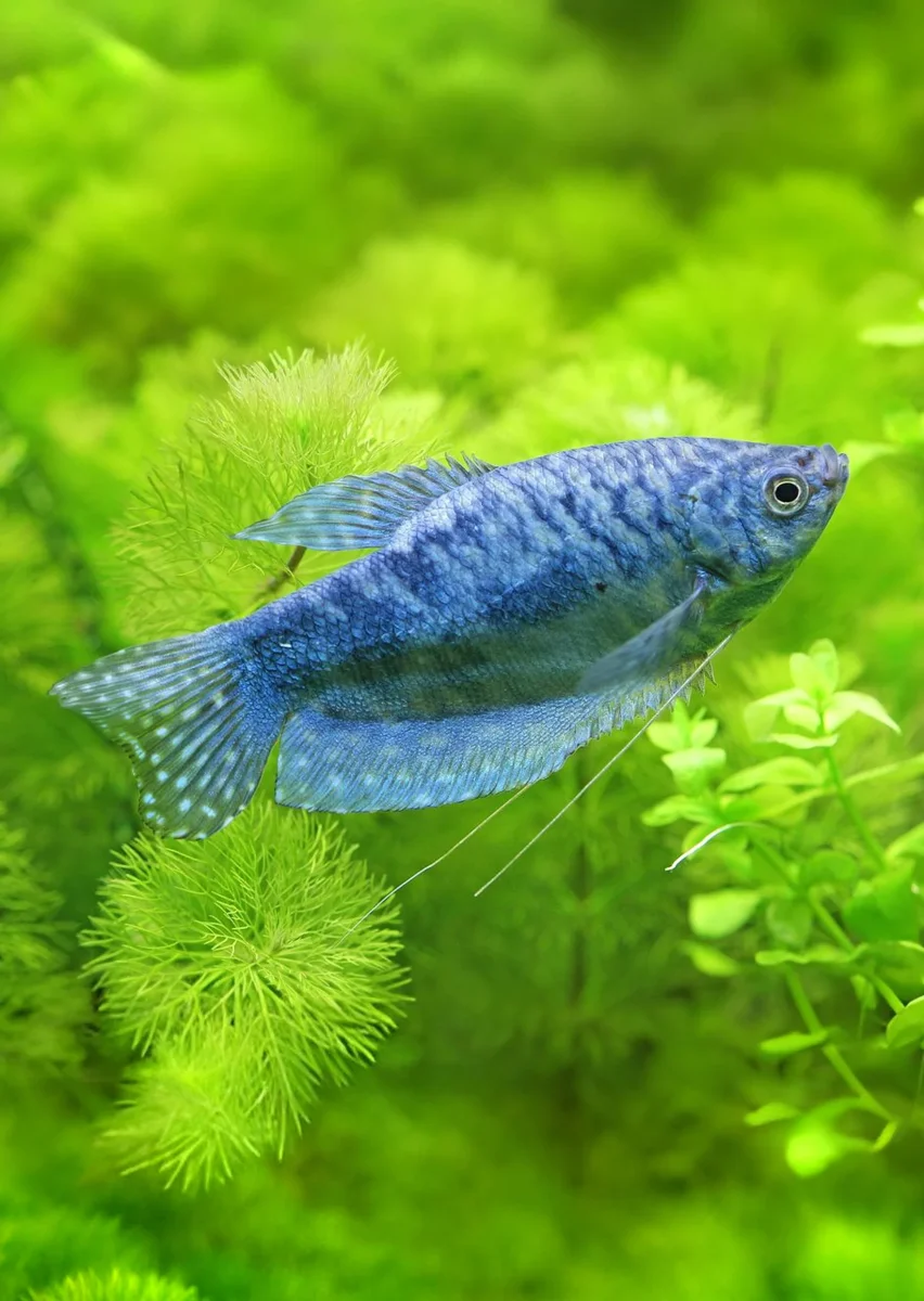 Blue Opaline Gourami - Bild 2
