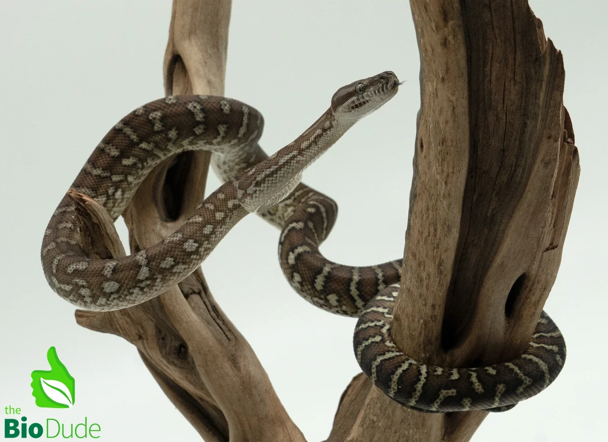 Morelia Bredli Python - Indy