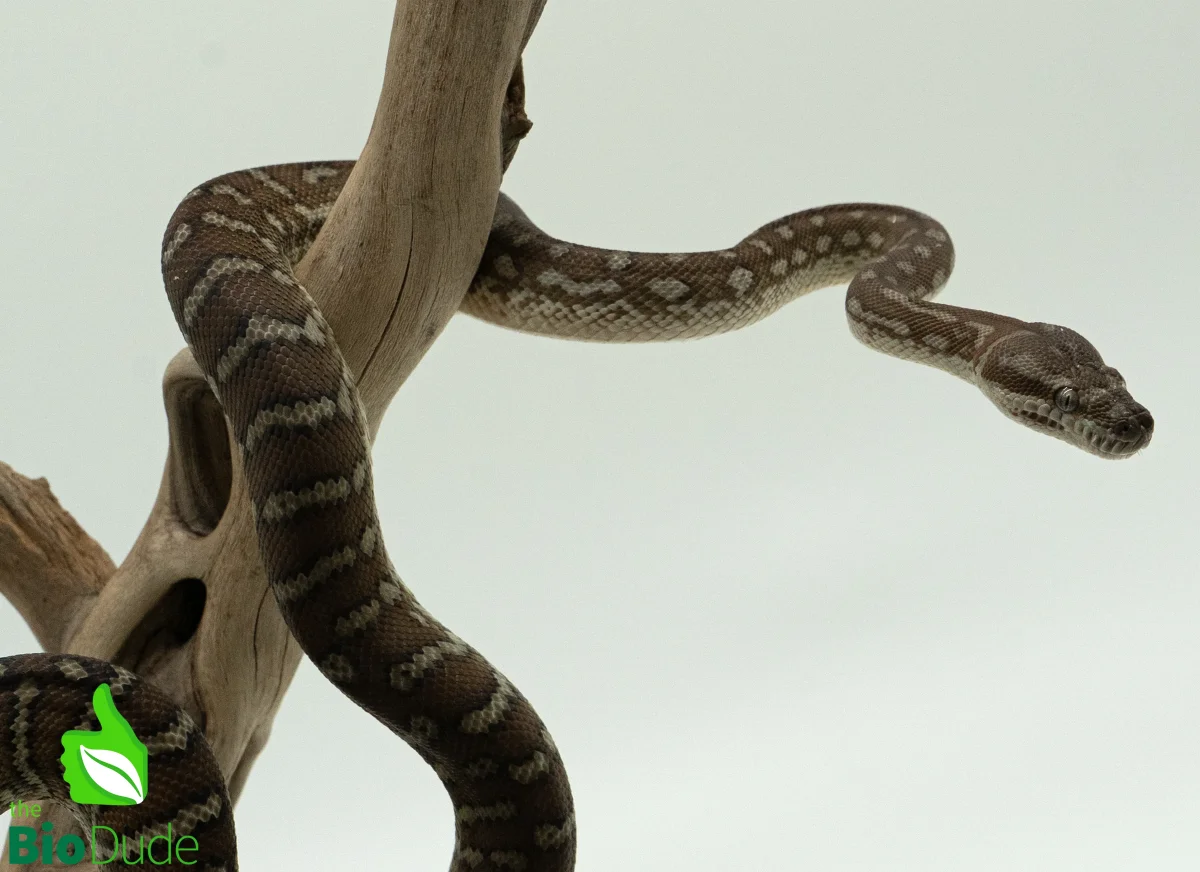 Morelia Bredli Python - Indy - Bild 3