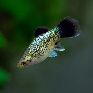 Calico Platy