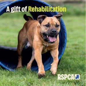 A Gift of Rehabilitation RSPCA Dog Charity Gift Card