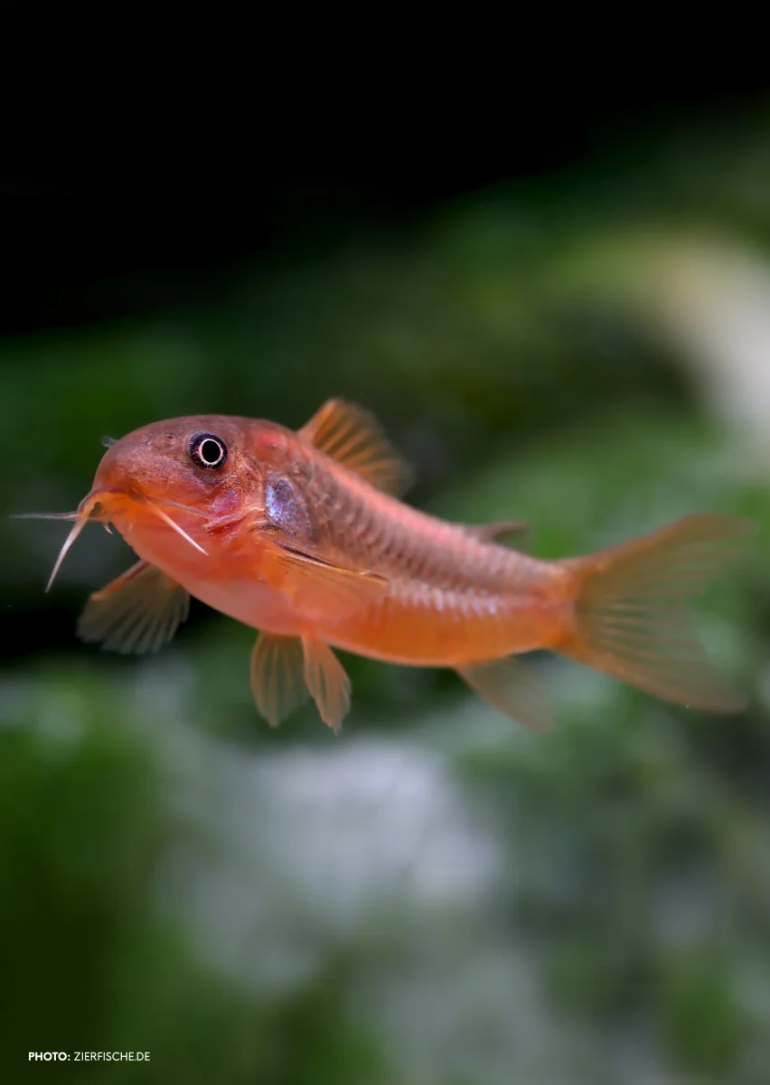Corydoras Orange Laser - Bild 3