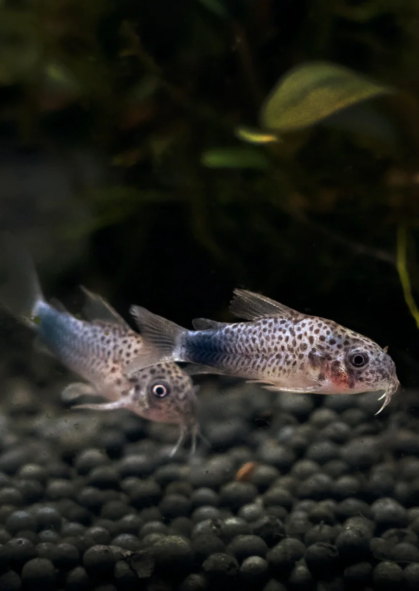 Corydoras Similis - Bild 2