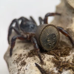 Cyclocosmia latusicosta – Vietnamese Oreo Butt Trapdoor Spider | Disc-Abdomen Mygalomorph | TDE
