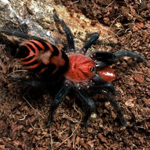 Davus pentaloris - Guatemalan Tiger Rump Tarantula for Sale | TDE