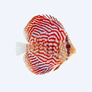 Blue Turquoise Discus