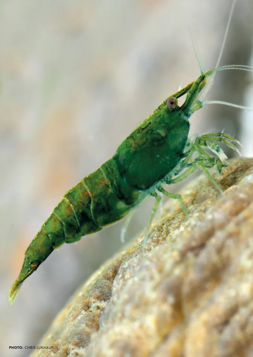 Emerald Green - Bild 2