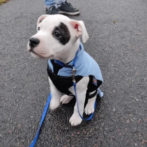 Staffordshire Bull Terrier 1935® Puppy Fleece Coat - Baby Blue