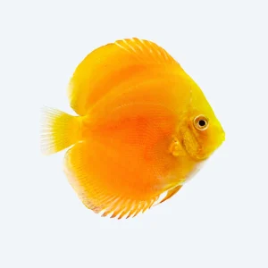 Golden Melon