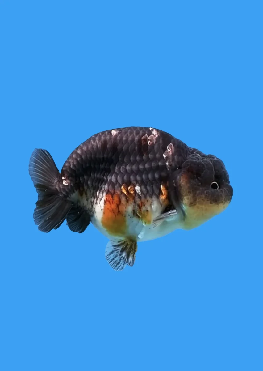 Ranchu Kirin - Bild 2