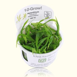 Helanthium Bolivianum 'Quadricostatus' Tissue Culture