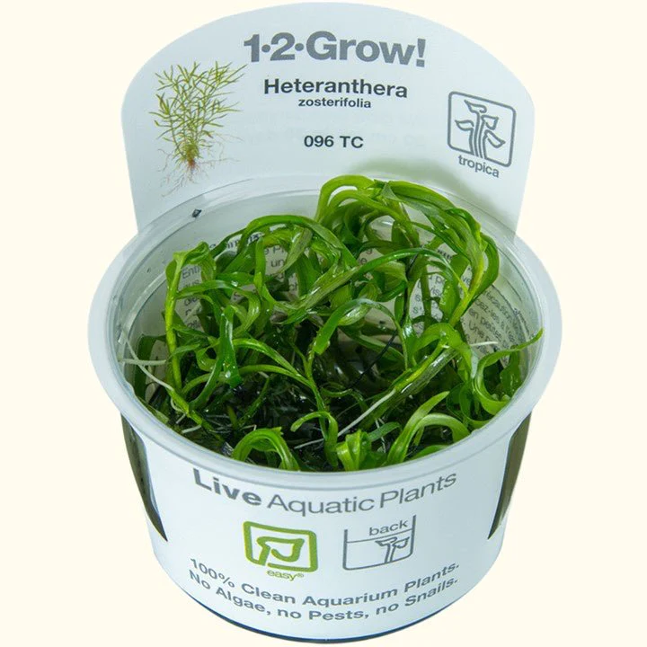 Heteranthera Zosterifolia Star Grass Tissue Culture - Bild 2