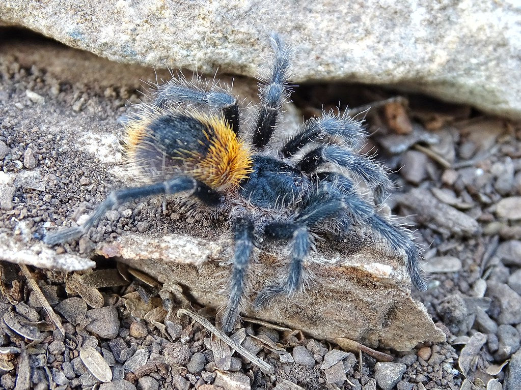 Homoeomma orellanai - Chilean Yellow Flame Tarantula for Sale | TDE - Bild 2