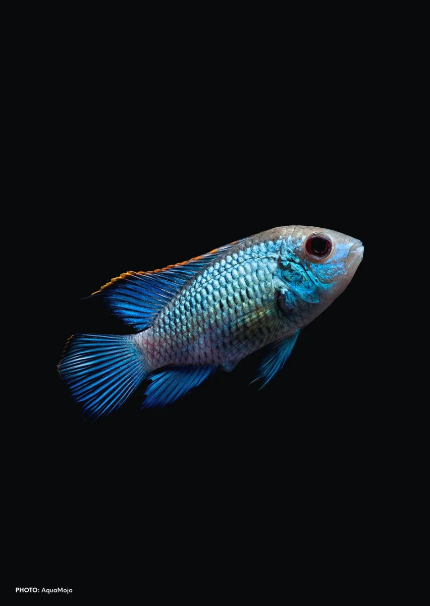 Electric Neon Blue Acara