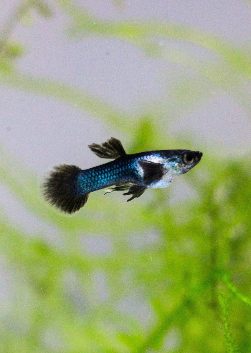 Dwarf Blue Panda Guppy - Bild 3