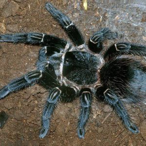 Lasiodora parahybana – Brazilian Salmon Pink Birdeater | Massive New World Giant | TDE