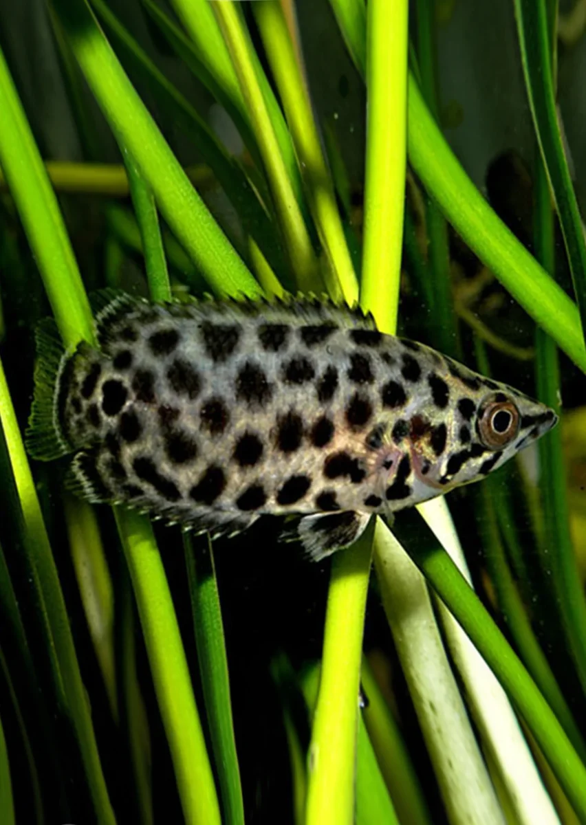Leopard Gourami - Bild 5