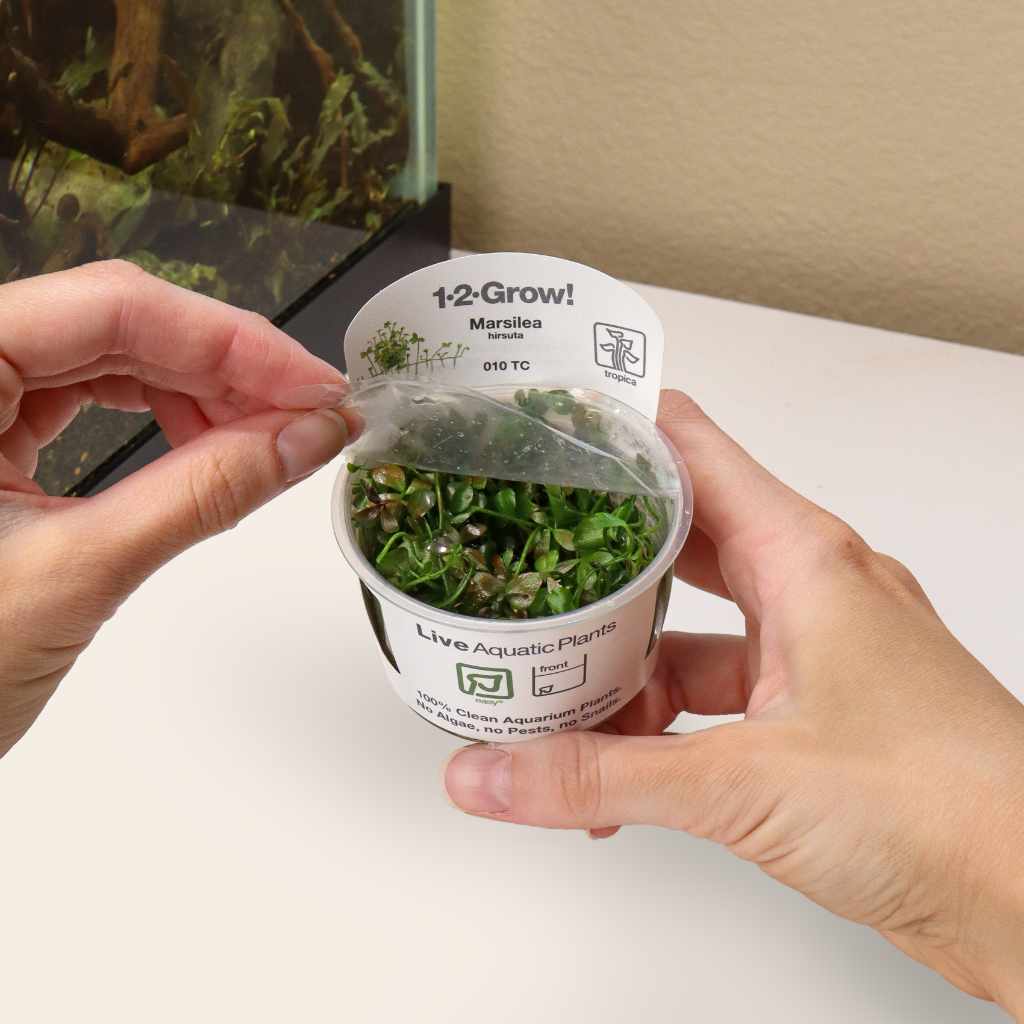 Marsilea Hirsuta Tissue Culture - Bild 5