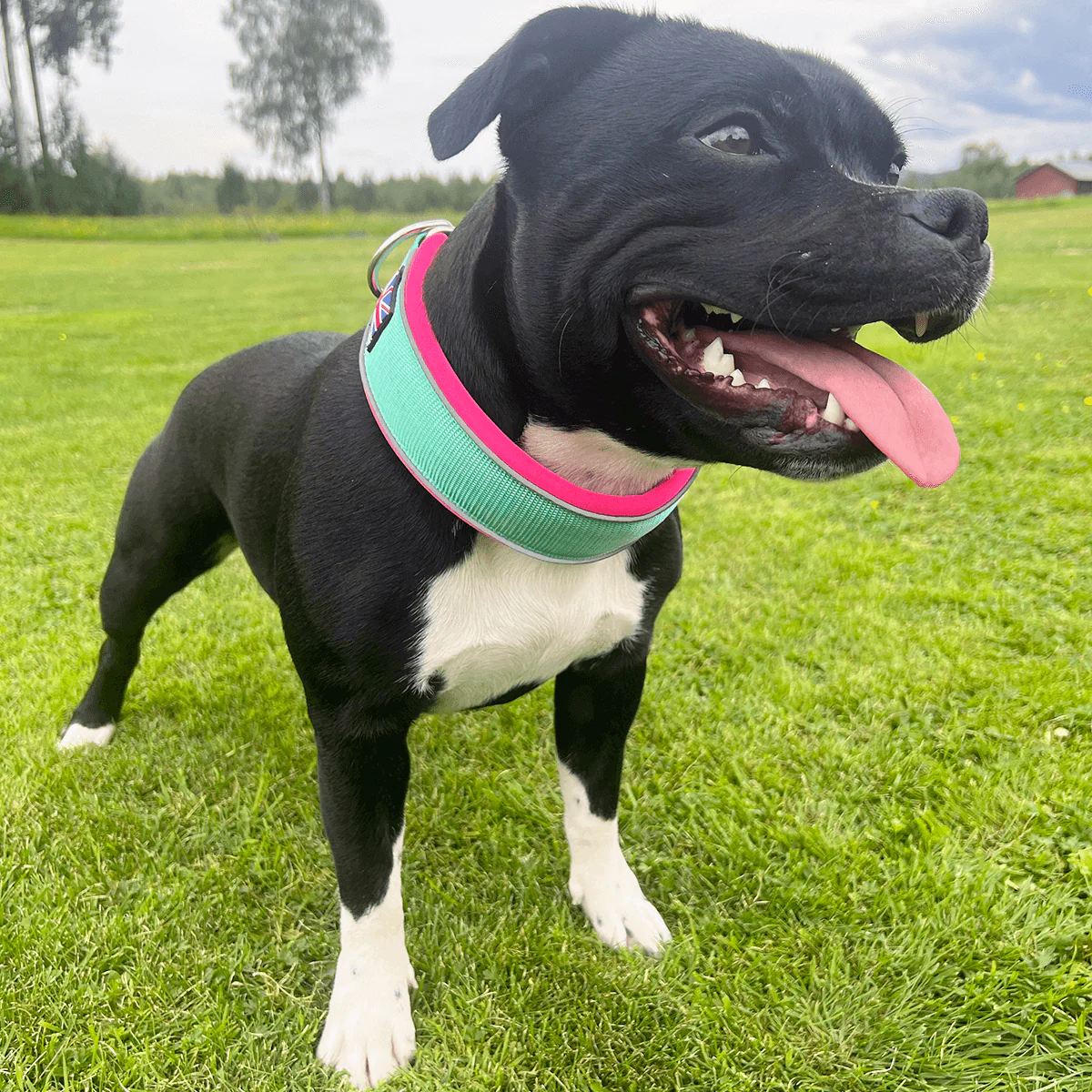 Staffordshire Bull Terrier 1935® Martingale Collar - Maya & Bonnie's Edition - Mint Flamingo - Bild 9