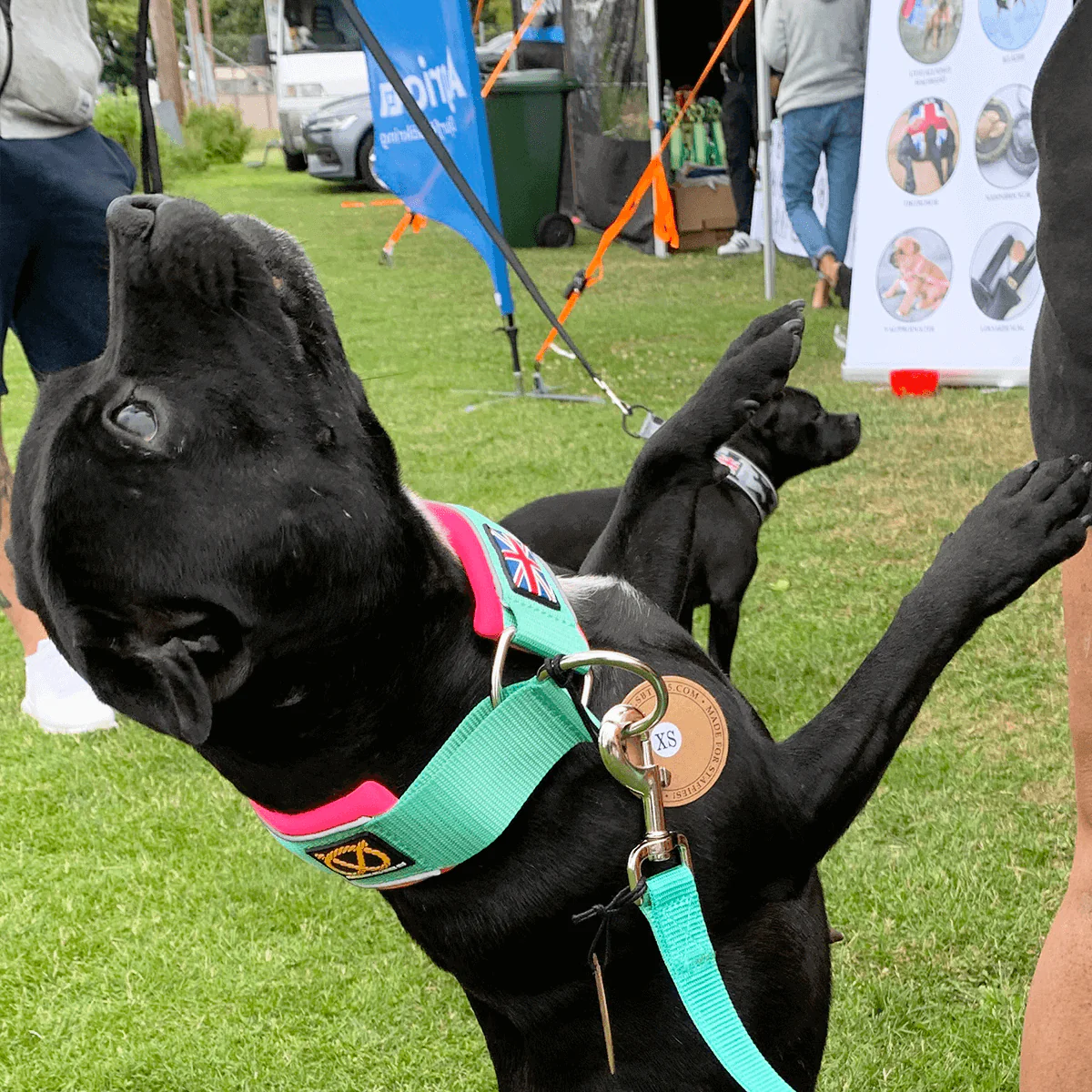 Staffordshire Bull Terrier 1935® Martingale Collar - Maya & Bonnie's Edition - Mint Flamingo - Bild 8