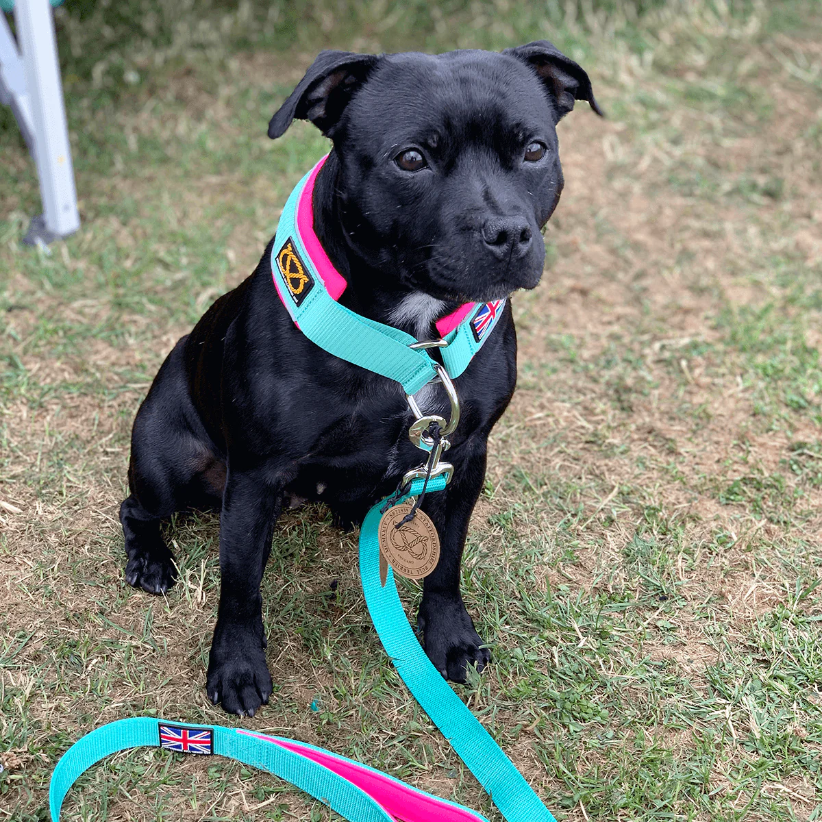 Staffordshire Bull Terrier 1935® Martingale Collar - Maya & Bonnie's Edition - Mint Flamingo - Bild 6