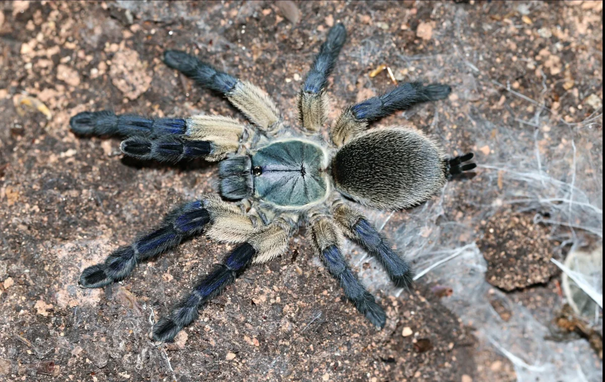 Monocentropus balfouri - Socotra Island Blue Tarantula for Sale | TDE - Bild 2