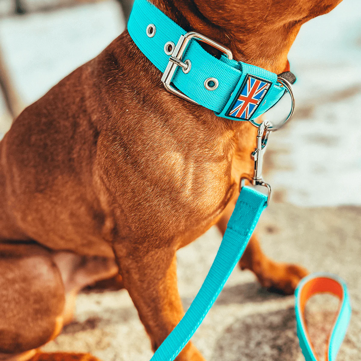 Staffordshire Bull Terrier 1935® Nylon Leash - Alvin Edition - Aqua & Neon Orange - Normal - Bild 5