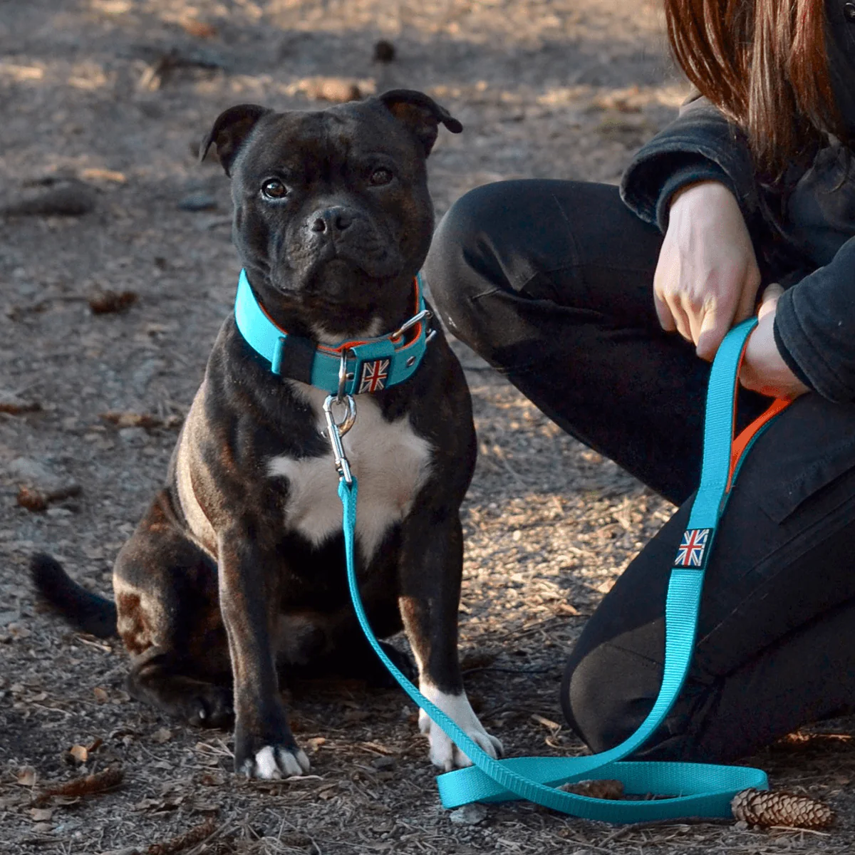 Staffordshire Bull Terrier 1935® Nylon Leash - Alvin Edition - Aqua & Neon Orange - Normal - Bild 6
