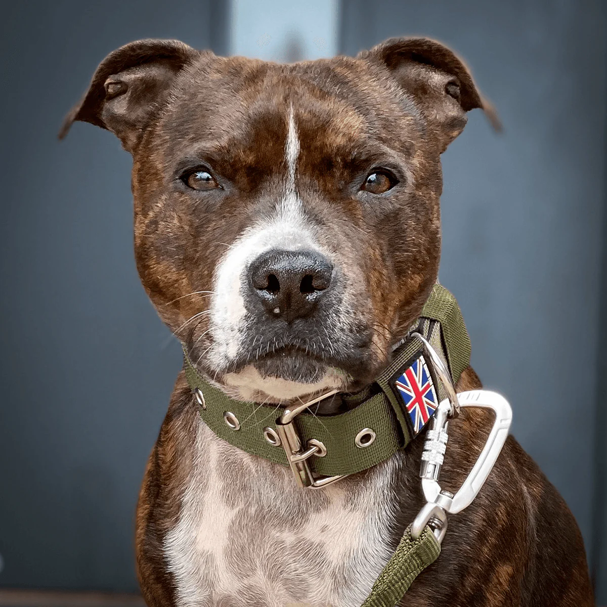Staffordshire Bull Terrier 1935® Nylon Collar - Green - Bild 3