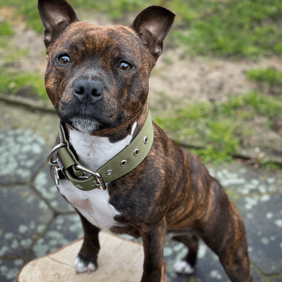 Staffordshire Bull Terrier 1935® Nylon Collar - Green - Bild 5