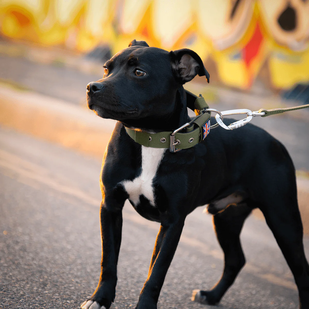 Staffordshire Bull Terrier 1935® Nylon Collar - Green - Bild 6