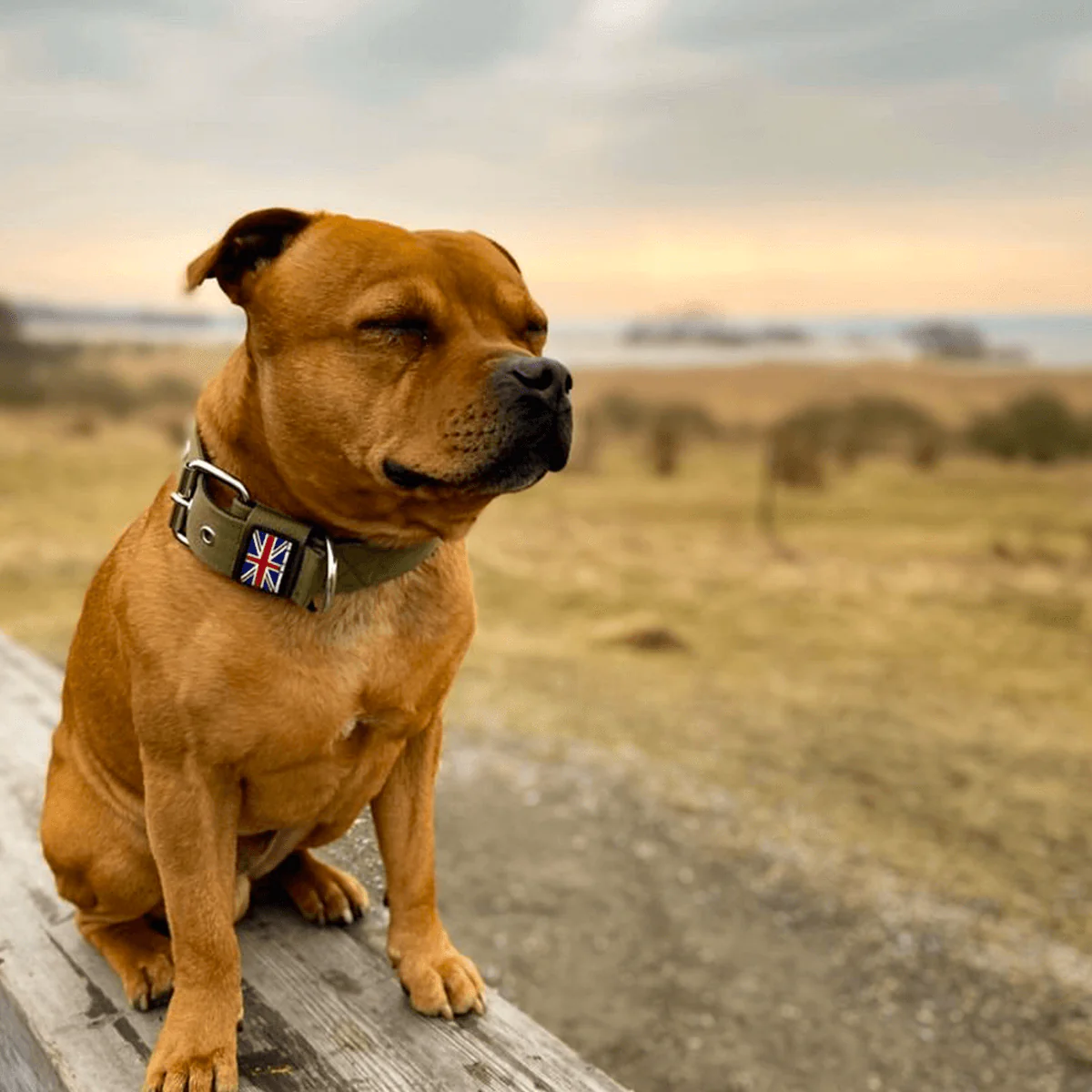 Staffordshire Bull Terrier 1935® Nylon Collar - Green - Bild 4