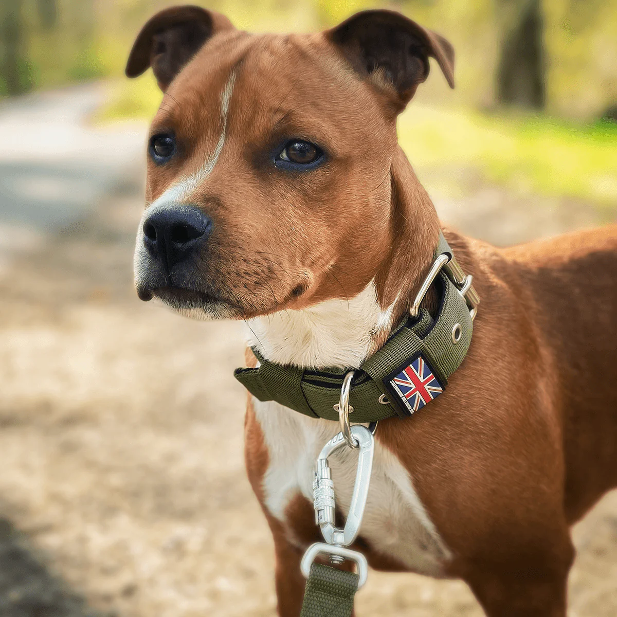 Staffordshire Bull Terrier 1935® Nylon Collar - Green