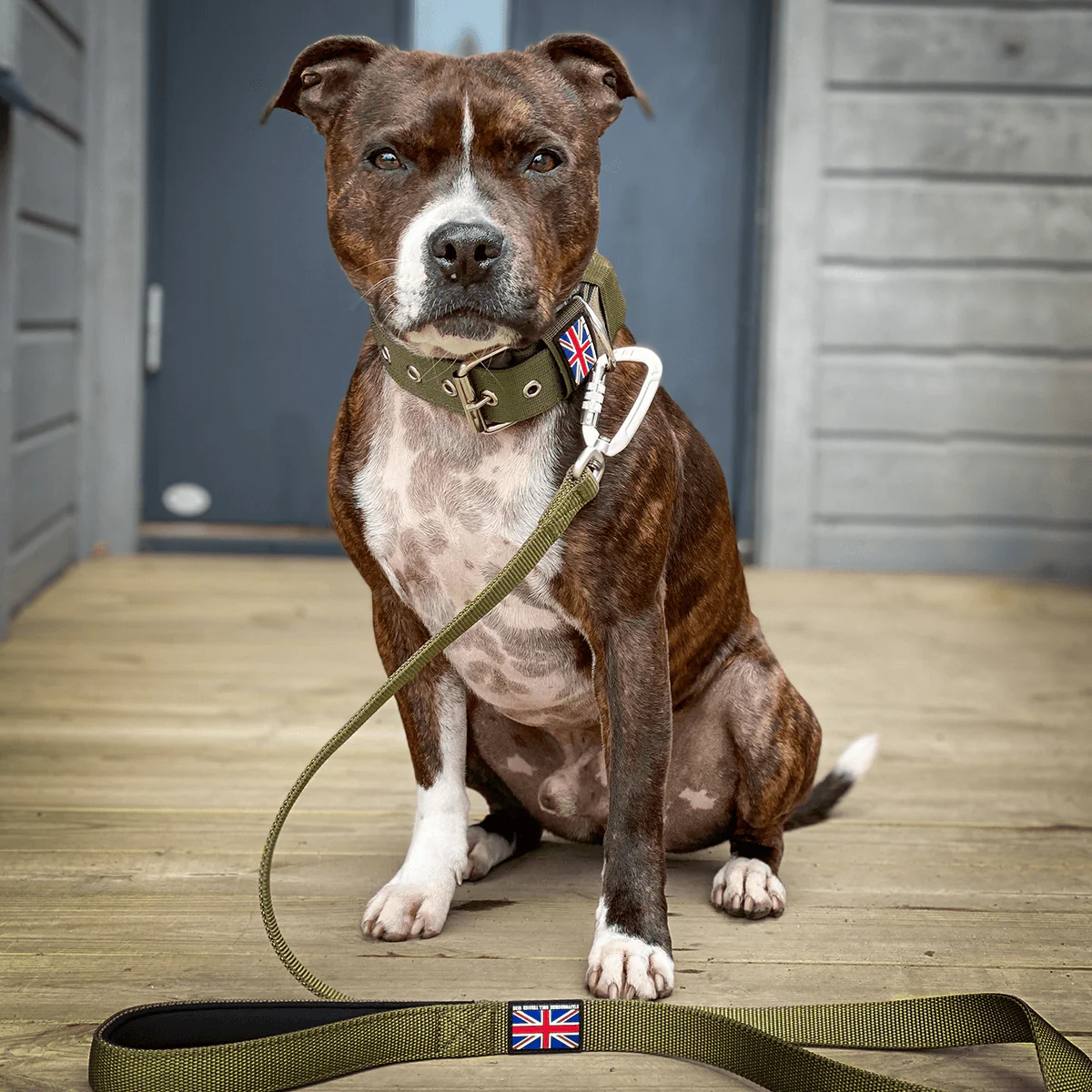 Staffordshire Bull Terrier 1935® Nylon Collar - Green - Bild 7