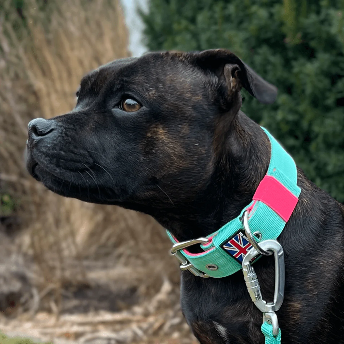 Staffordshire Bull Terrier 1935® Nylon Collar with Handle - Maya & Bonnie's Edition - Mint Flamingo