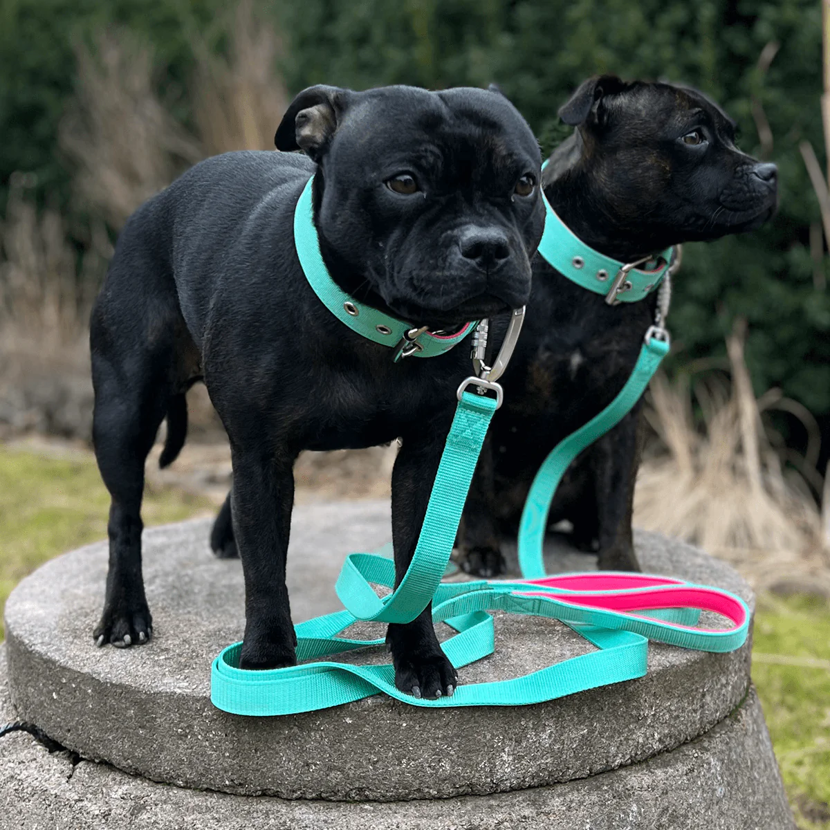 Staffordshire Bull Terrier 1935® Nylon Collar with Handle - Maya & Bonnie's Edition - Mint Flamingo - Bild 6