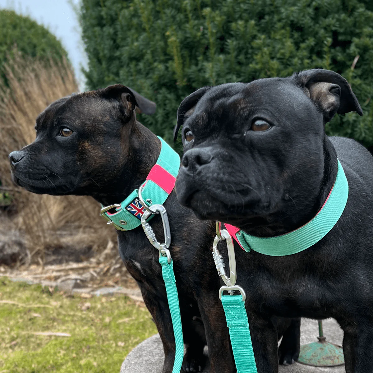 Staffordshire Bull Terrier 1935® Nylon Collar with Handle - Maya & Bonnie's Edition - Mint Flamingo - Bild 5