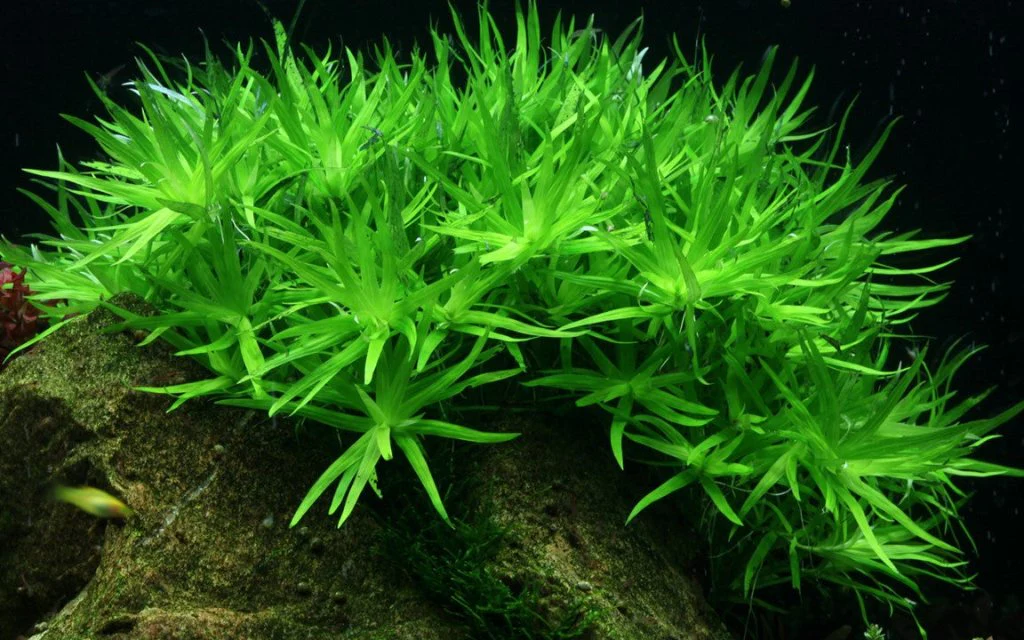Heteranthera Zosterifolia Star Grass Tissue Culture - Bild 3