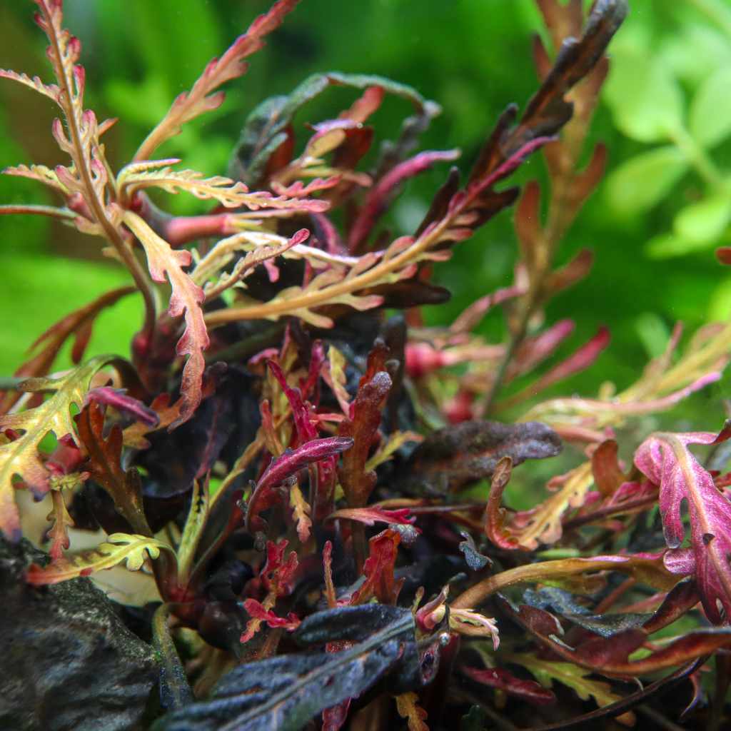 Hygrophila Pinnatifida Tissue Culture - Bild 6