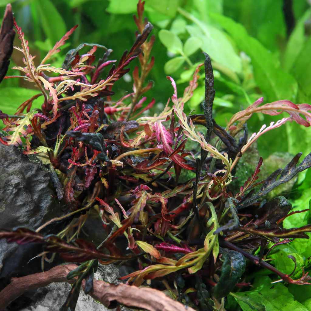Hygrophila Pinnatifida Tissue Culture - Bild 5