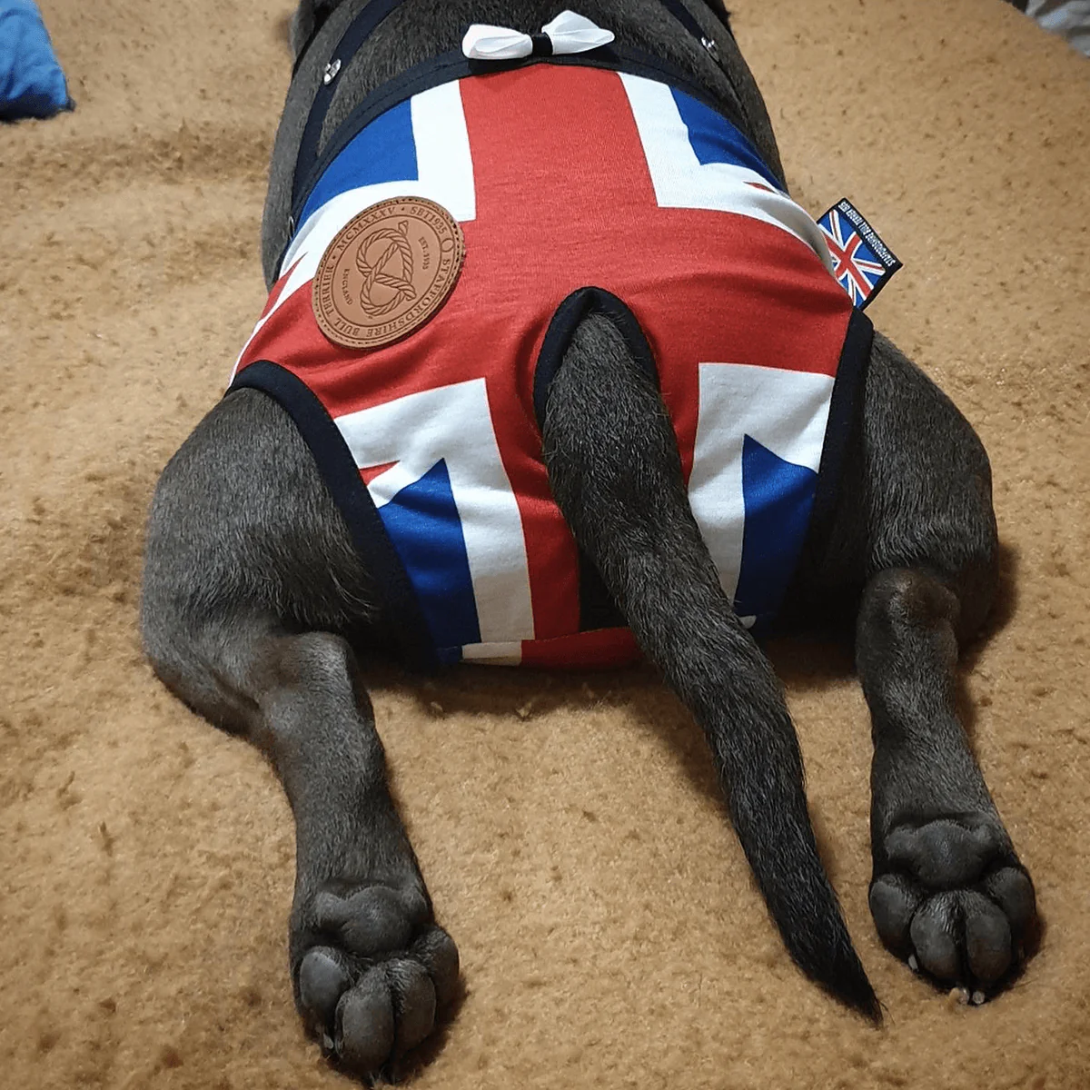 Staffordshire Bull Terrier 1935® Hygiene Panties with Suspenders - Union Jack - Bild 6