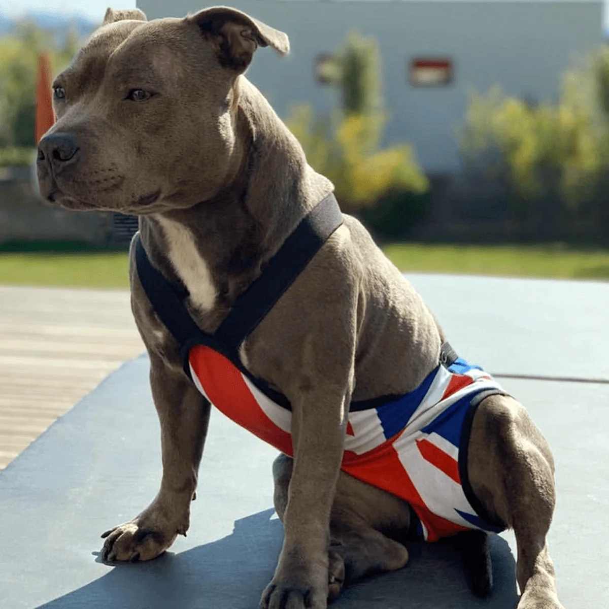 Staffordshire Bull Terrier 1935® Hygiene Panties with Suspenders - Union Jack - Bild 8
