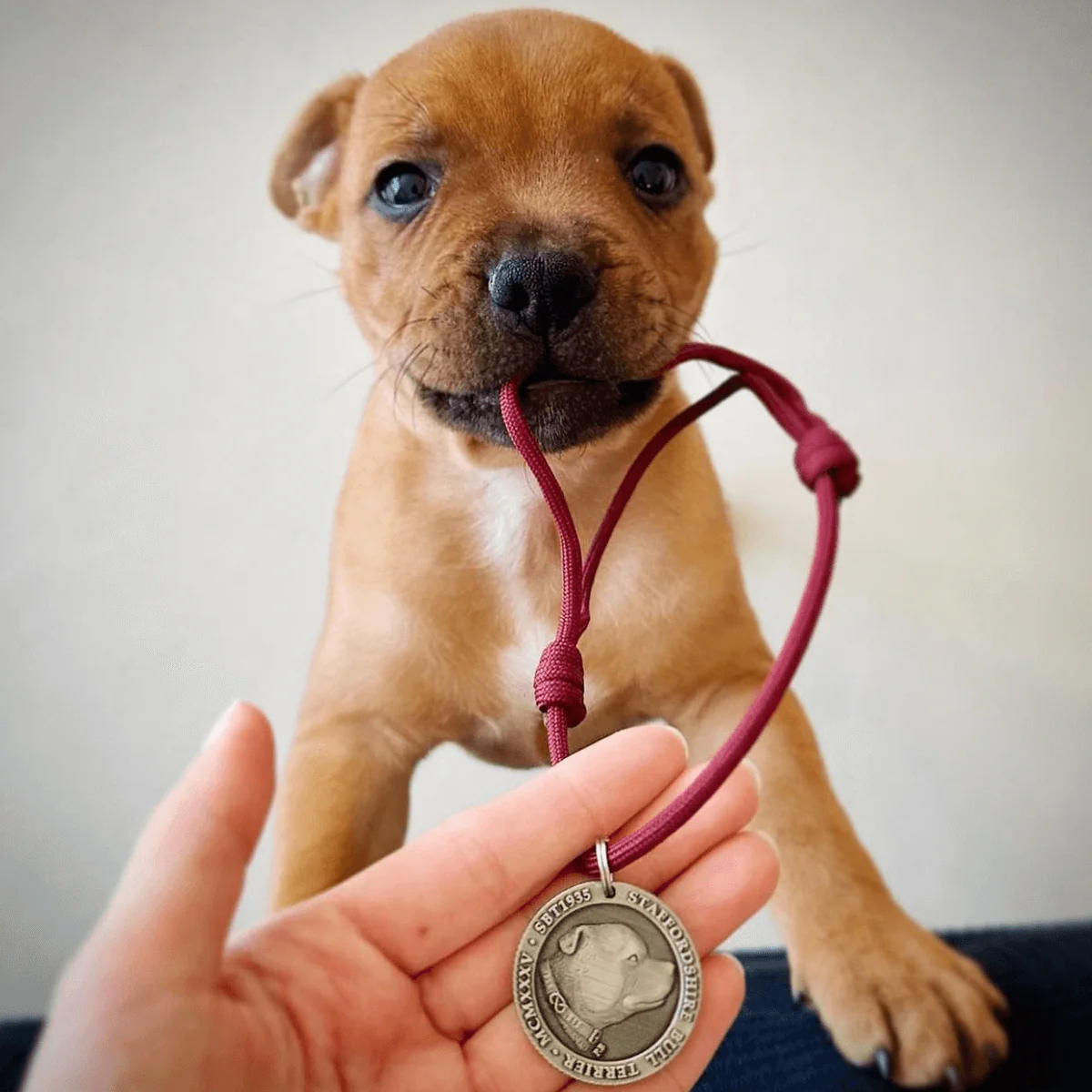 Staffy Puppy Nametag with Paracord String - Antique - Staffordshire Bull Terrier 1935® - Bild 5