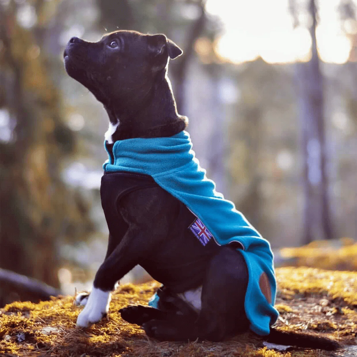 Staffordshire Bull Terrier 1935® Fleece Coat - Petrol - Bild 6