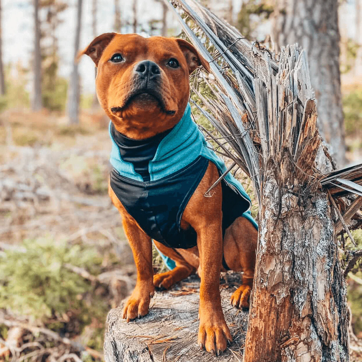 Staffordshire Bull Terrier 1935® Fleece Coat - Petrol - Bild 3
