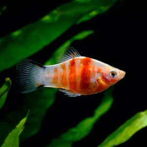 Tiger Platy