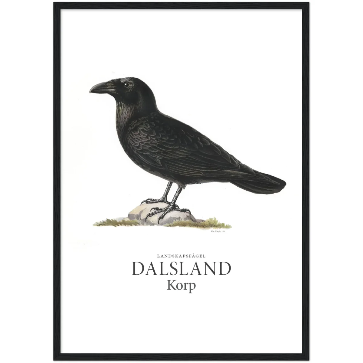 Dalslands landskapsfågel, Korp - Bild 7