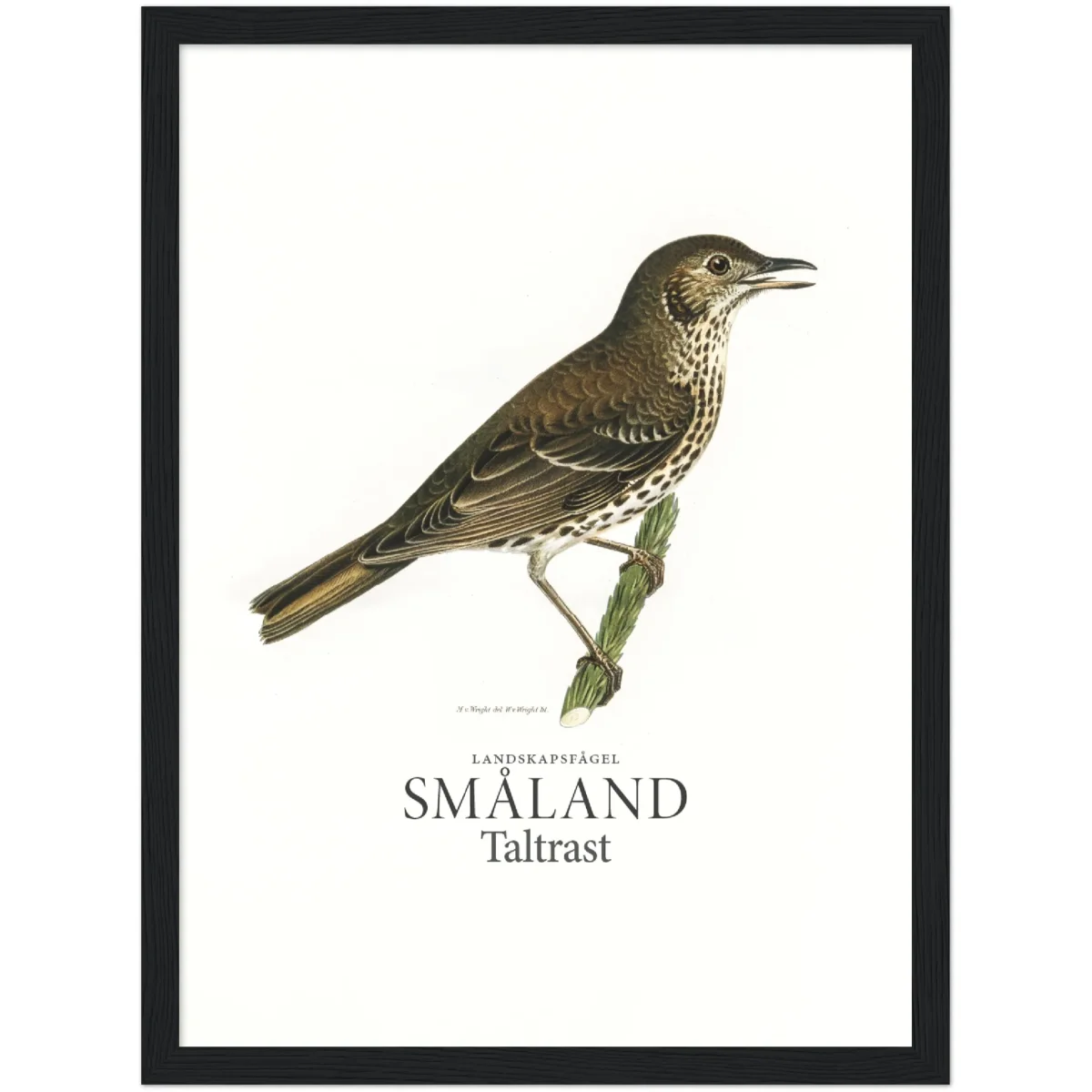Smålands landskapsfågel, Taltrast - Bild 6