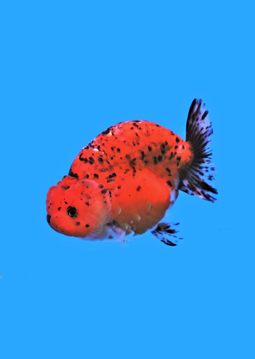 Ranchu Calico - Bild 4