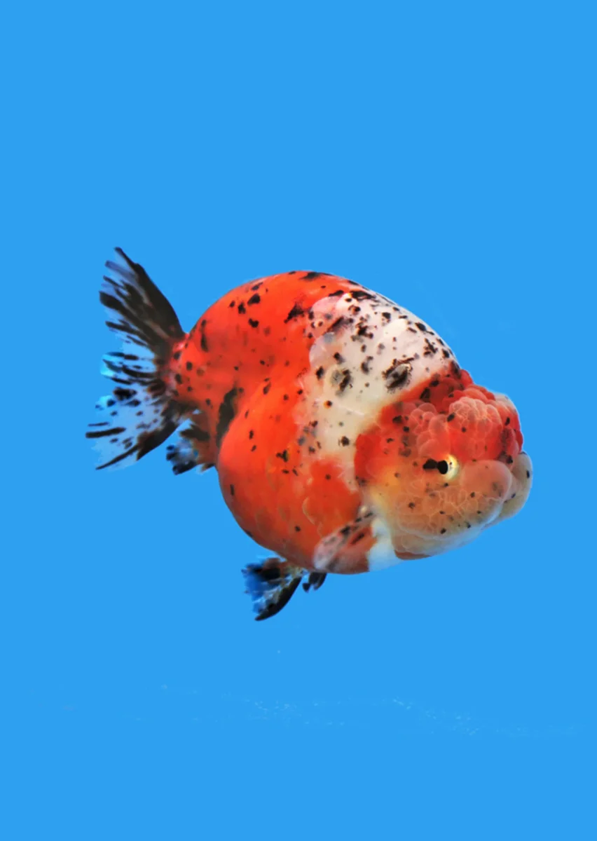 Ranchu Calico - Bild 3